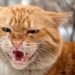 Comment calmer un chat qui crache ?