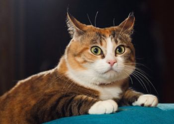 Comment reconnaître un chat qui se déshydrate ?