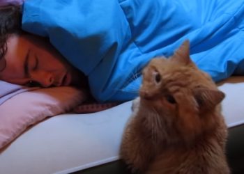 Pourquoi le chat attaque son maitre ?