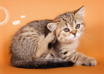 Est-ce que un chat peut rester petit ?