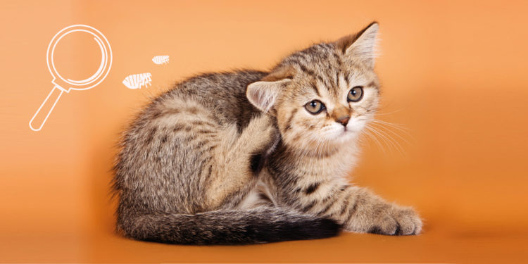 Est-ce que un chat peut rester petit ?