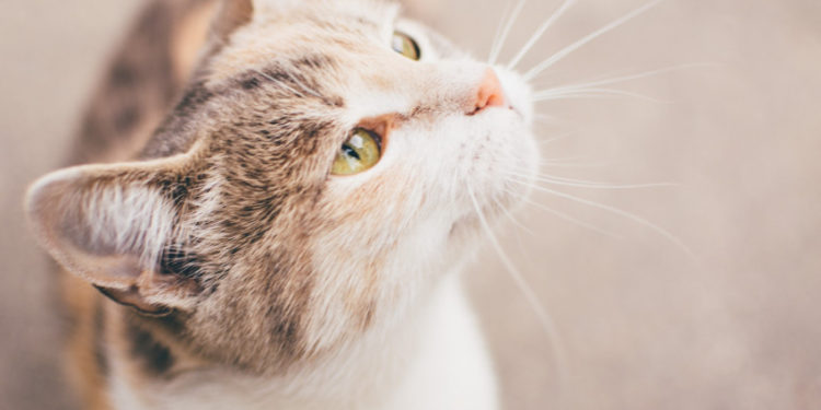 Comment se comporter avec un chat sourd ?