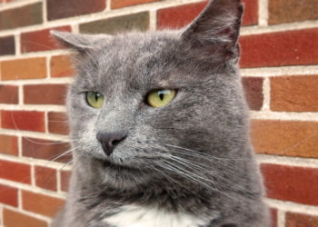 Pourquoi les chats ne font pas pipi dans leur litière ?