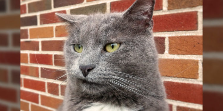 Pourquoi les chats ne font pas pipi dans leur litière ?