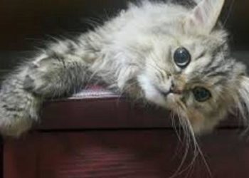 Quand un chat vous montre son derrière ?