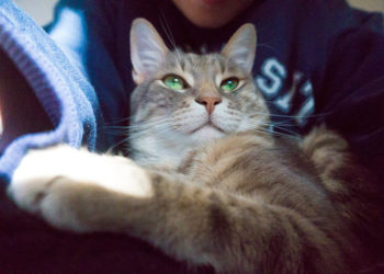 Pourquoi mon chat me met la patte sur le visage ?