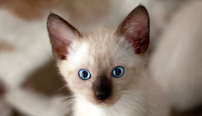 Quel est le prix pour Incinerer un chat ?