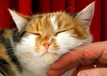 Pourquoi mon chat ronronne ?