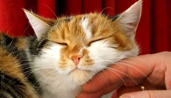 Pourquoi mon chat ronronne ?