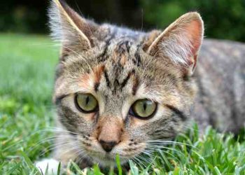 Pourquoi les chats viennent toujours vers moi ?