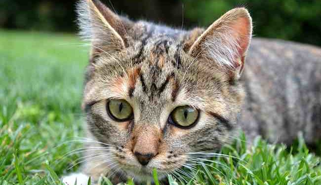 Pourquoi les chats viennent toujours vers moi ?