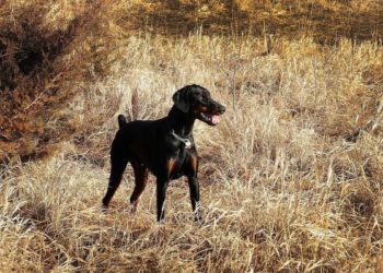 Comment savoir si les glandes anales du chien sont pleines ?