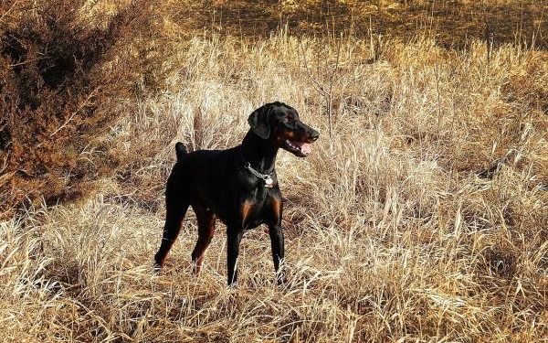 Comment savoir si les glandes anales du chien sont pleines ?