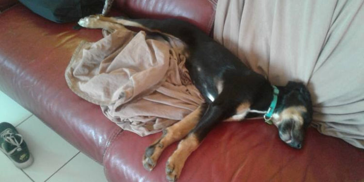 Pourquoi mon chat mange mais ne grossit pas ?