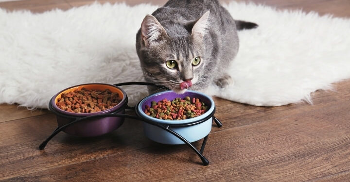 Est-ce qu'un chat peut rester petit ?