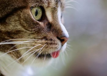 Pourquoi les chats ne miaulent pas ?