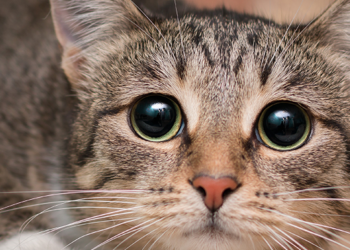 Comment savoir si un chat est malheureux ?