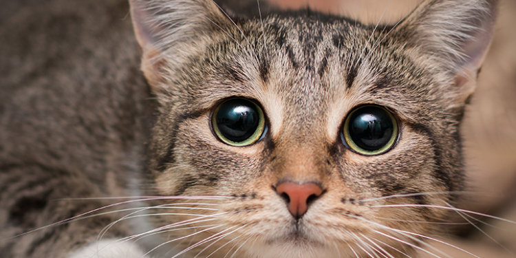 Comment savoir si un chat est malheureux ?