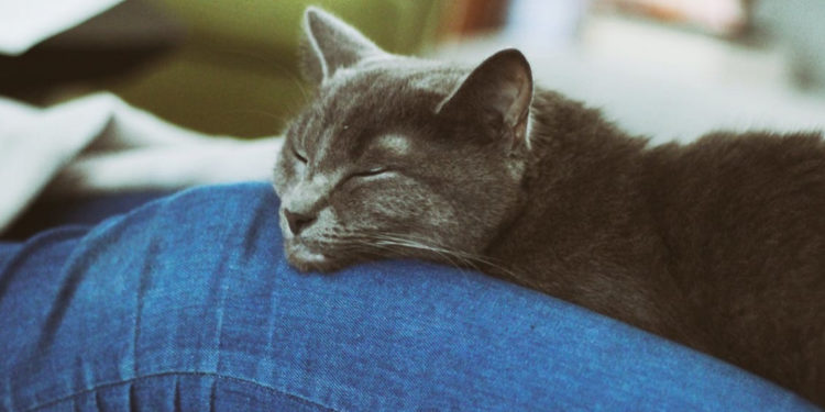 Pourquoi un chat vous choisit ?