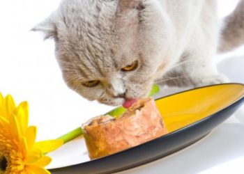 Pourquoi mon chat vomit plusieurs fois par jour ?