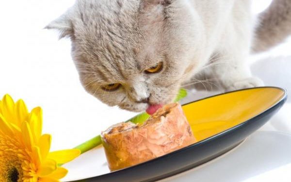 Pourquoi mon chat vomit plusieurs fois par jour ?