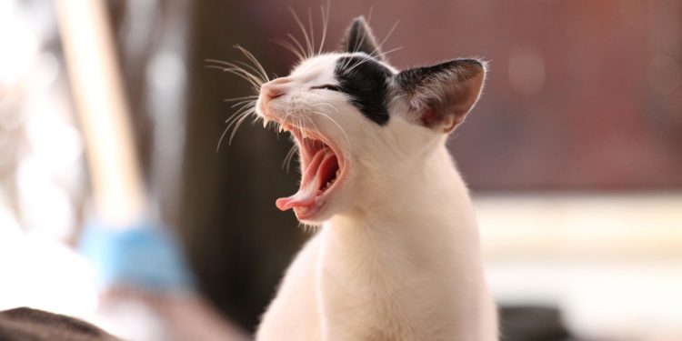 Comment soigner un chat qui vomit naturellement ?