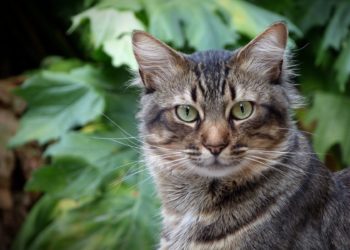 Comment calmer un chaton qui miaule la nuit ?