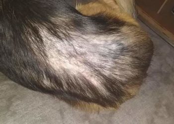 Pourquoi les chiens s'arrache les poils ?