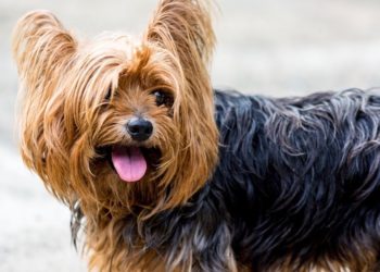 Pourquoi mon yorkshire sent mauvais ?