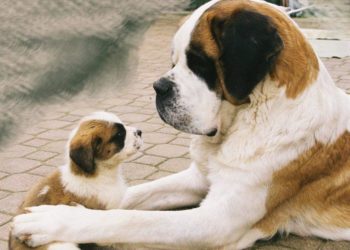 Quels chiens Petent le plus ?