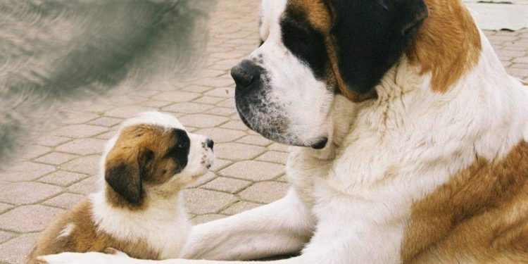 Quels chiens Petent le plus ?