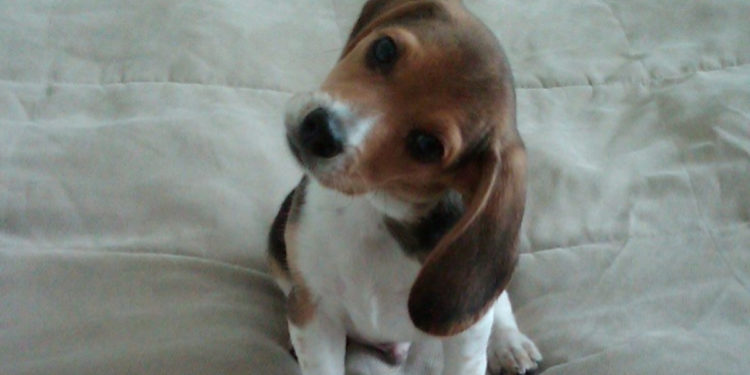 Pourquoi mon chien tremble quand je lui parle ?