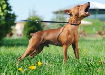 Pourquoi mon chien aboie quand quelqu'un part ?