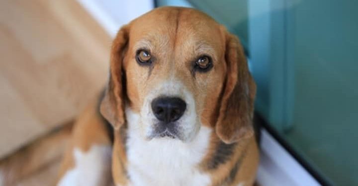 Pourquoi les chiens rêvent ?