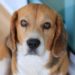 Pourquoi les chiens rêvent ?