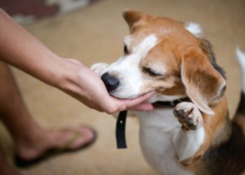 Est-ce que les chiens sentent qu'on les aime ?