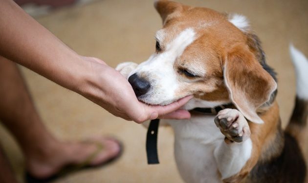 Est-ce que les chiens sentent qu'on les aime ?