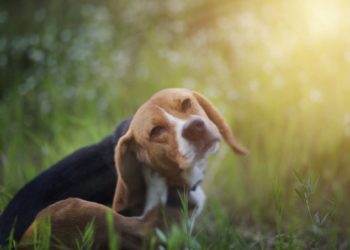 Comment un chien attrape la jaunisse ?