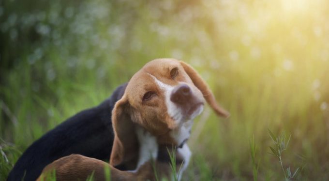 Comment un chien attrape la jaunisse ?