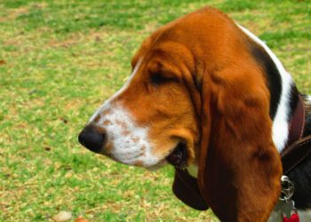 Pourquoi les oreilles des chiens tombent ?