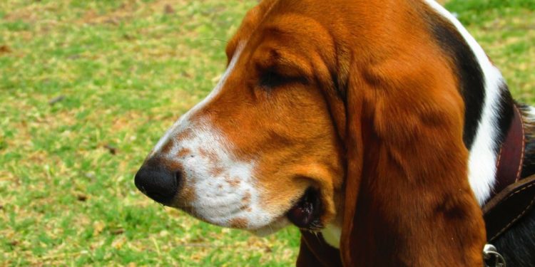 Pourquoi les oreilles des chiens tombent ?