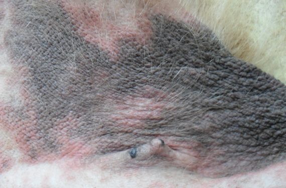 Pourquoi la peau du ventre de mon chien devient noire ?