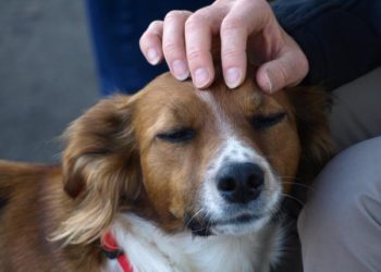 Pourquoi mon chien colle son museau sur moi ?