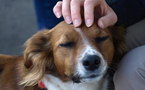 Pourquoi mon chien colle son museau sur moi ?