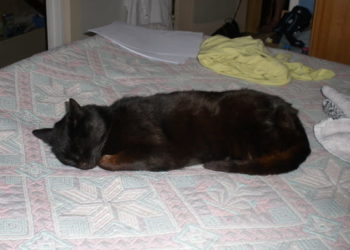 Comment faire pour que mon chien ne fasse pas pipi la nuit ?