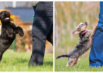 Comment faire pour que mon chien arrête de faire le loup ?