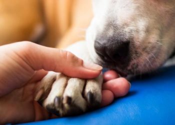 Pourquoi les chiens mettent leurs pattes sur le museau ?