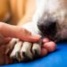 Pourquoi les chiens mettent leurs pattes sur le museau ?