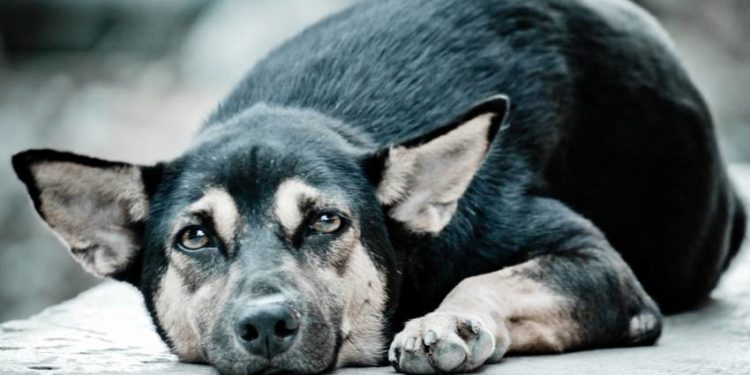 Pourquoi un chien vous lèche tout le temps ?