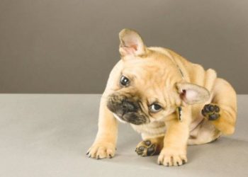 Pourquoi oreille chien tombe ?